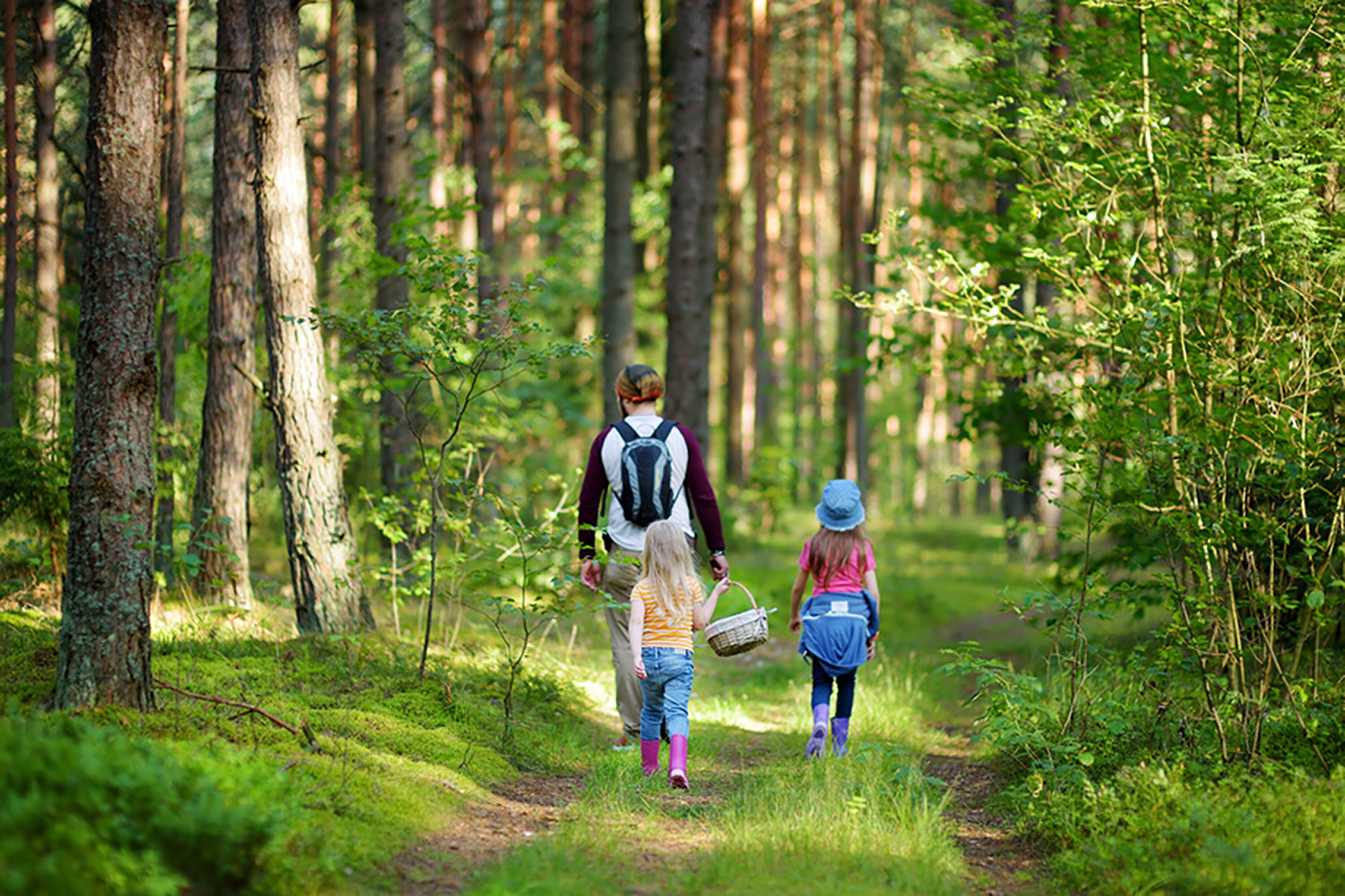 A forest path with two people walking.