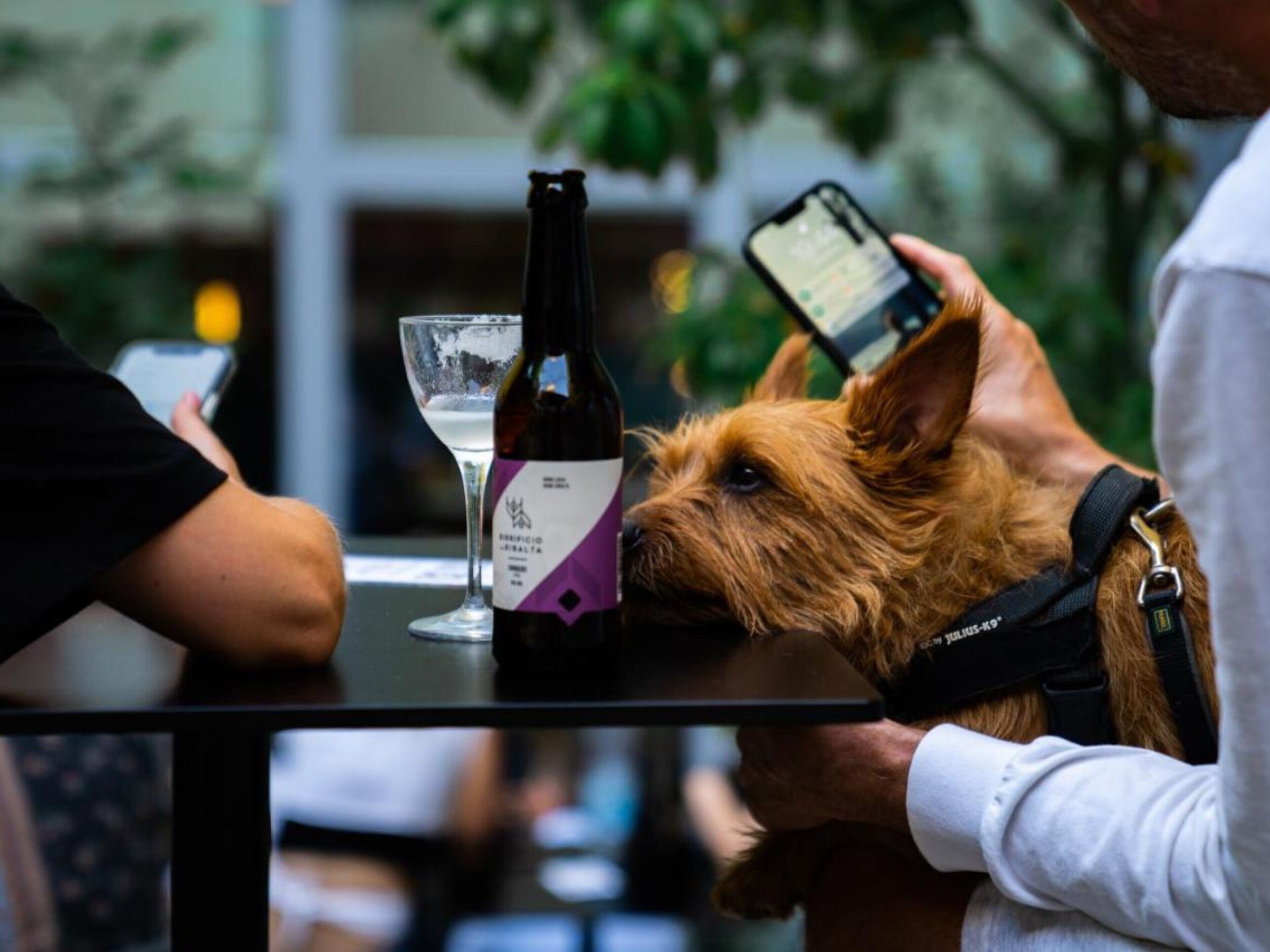 Un perro junto a una mesa con una botella y un vaso.