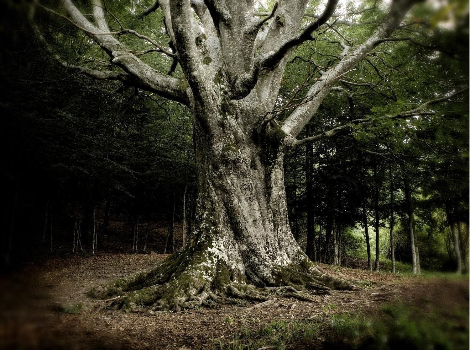 Foto - La Locanda del Borgo