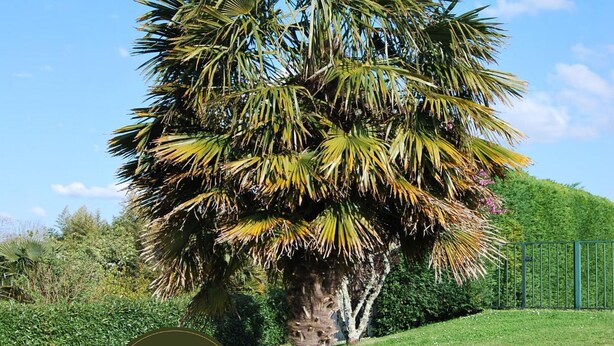 A palm tree with a circular logo reading "Logis de Chenac Cocon Nature" in the foreground.