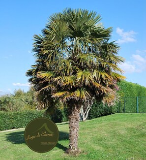 Een palmboom met een cirkelvormig logo waarop staat 
