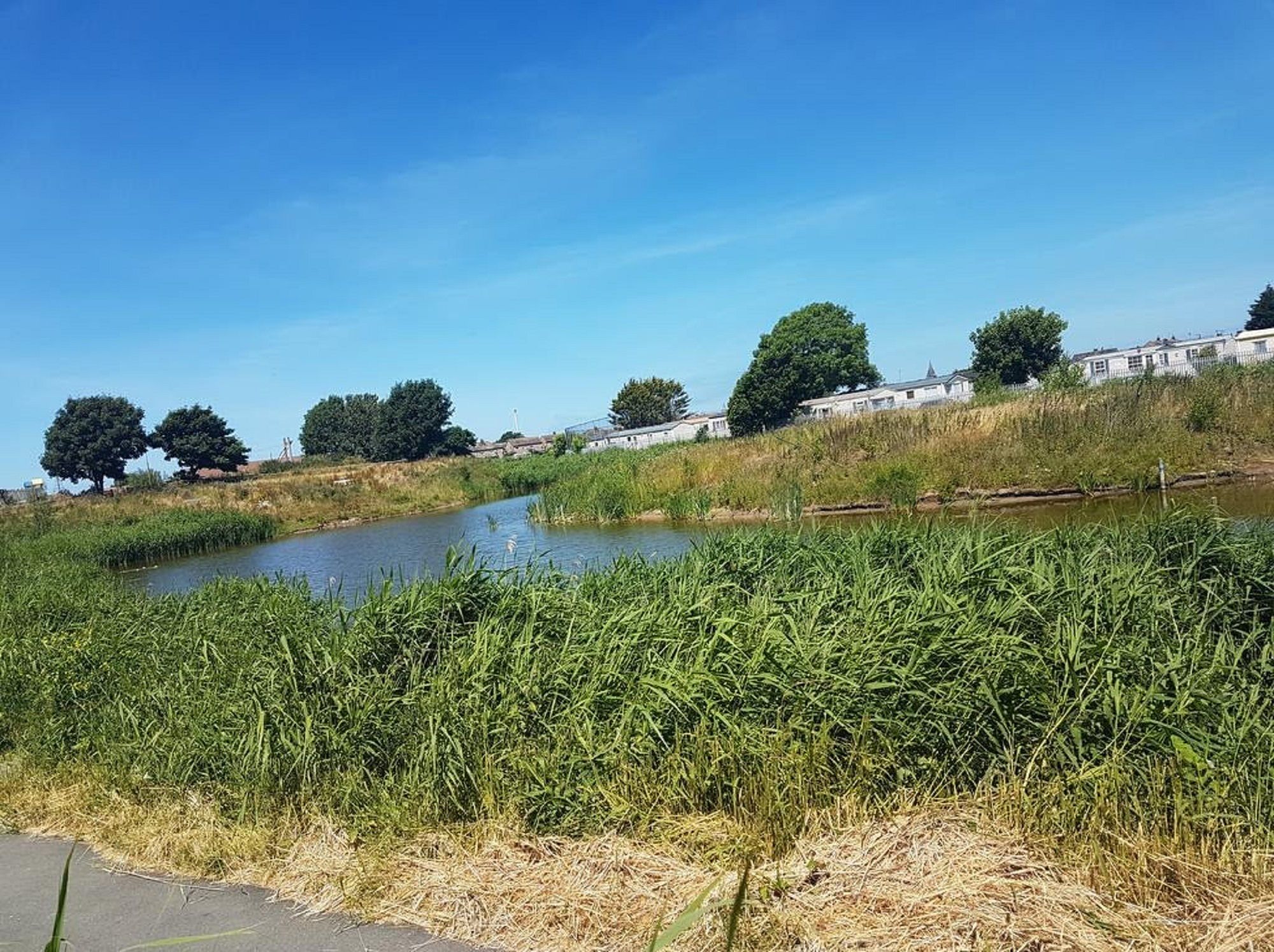 A riverside view with a calm water body, grassy banks, and trees.