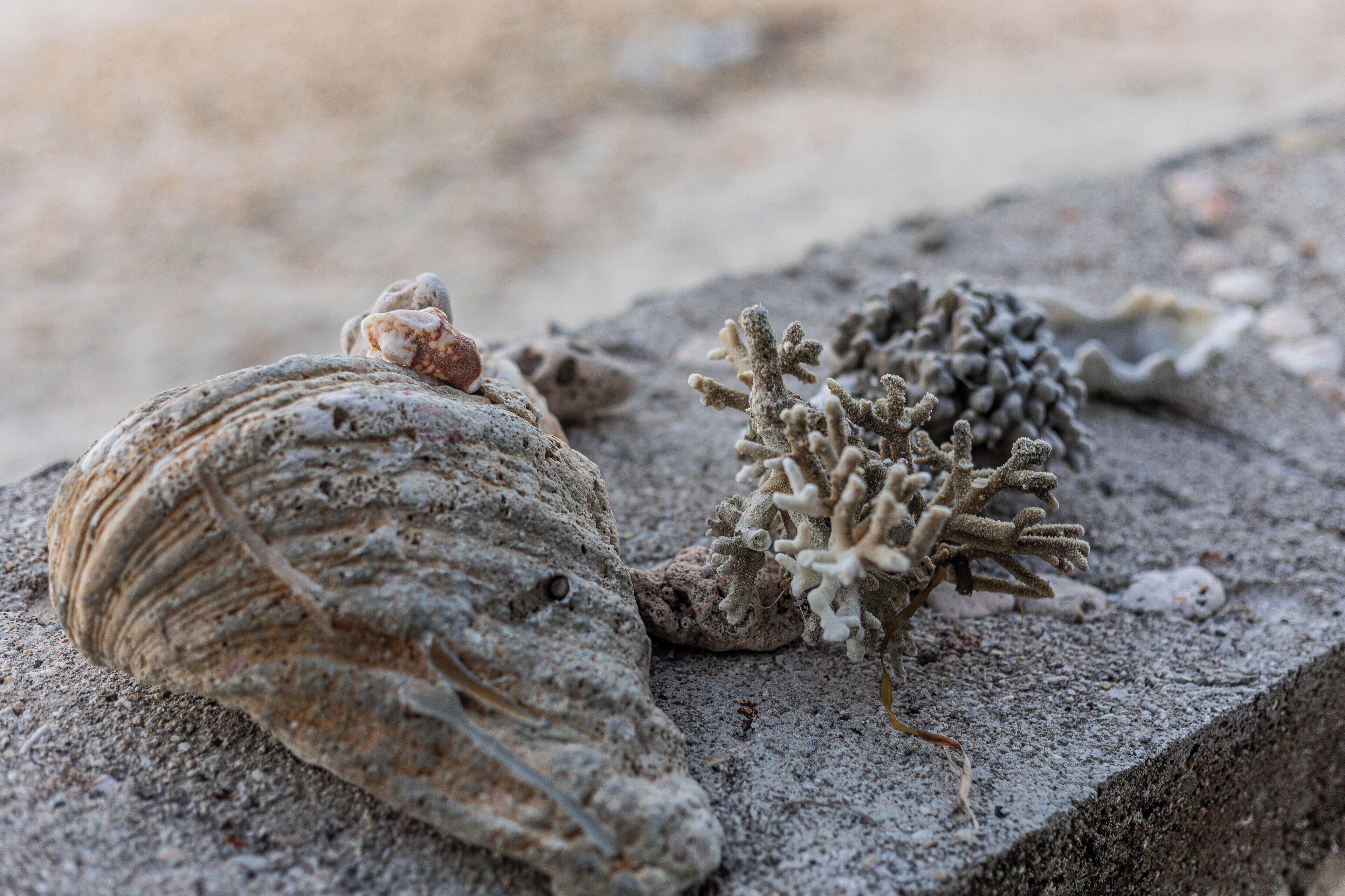 A seashell and coral on a concrete surface.