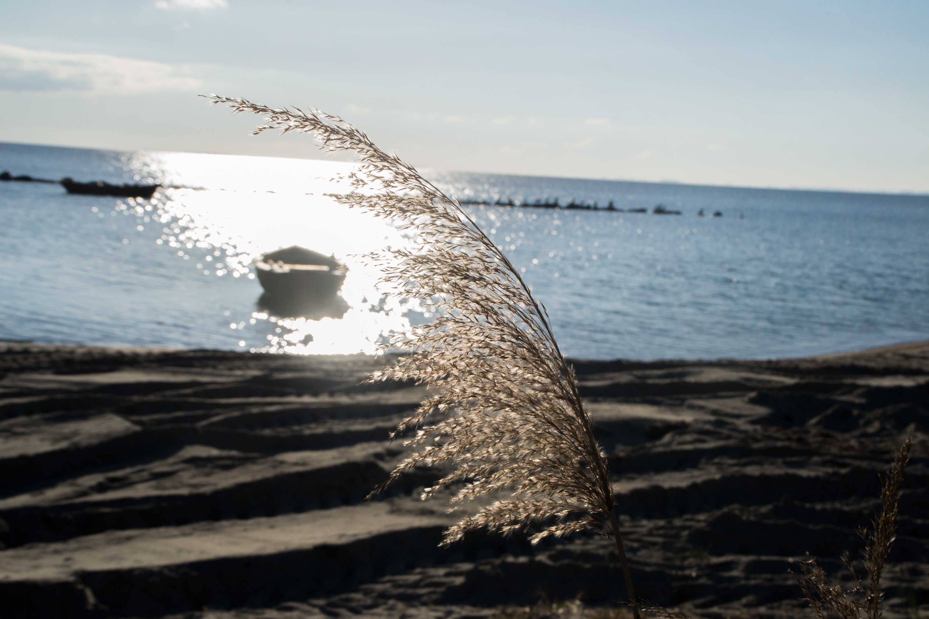 Ein Strand mit einer Pflanze im Vordergrund und einem Gewässer im Hintergrund.