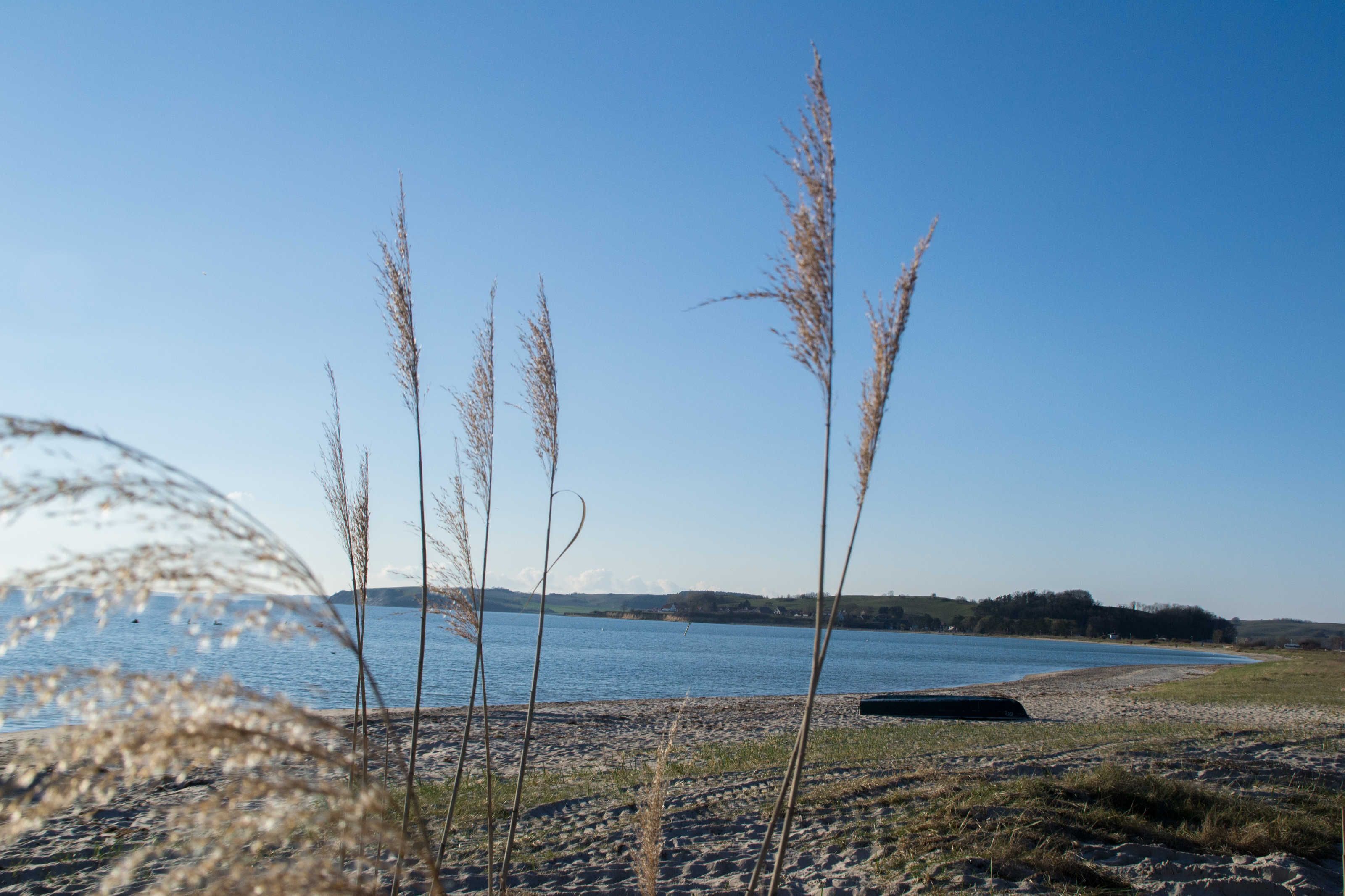 Ein Strand mit hohem Gras und blauem Himmel.
