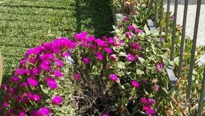 Un jardín arbolado con flores rosadas intensas y una valla de metal.