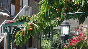 Un espacio al aire libre con techo, mesas y sillas, rodeado de abundante vegetación y un árbol frutal.