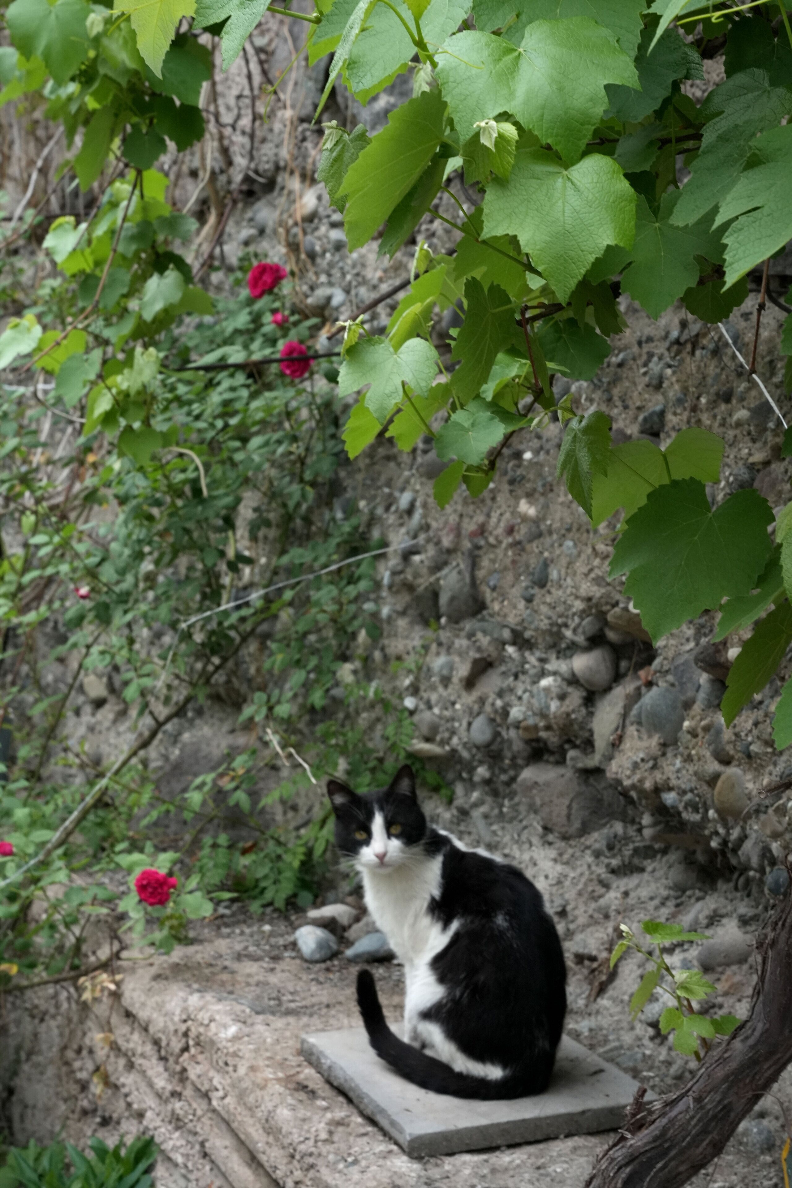 A black and white cat sitting on a stone ledge surrounded by greenery and red flowers.