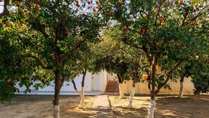 Ein Obstgarten mit Obstbäumen, einem Weg und einem Gebäude im Hintergrund.
