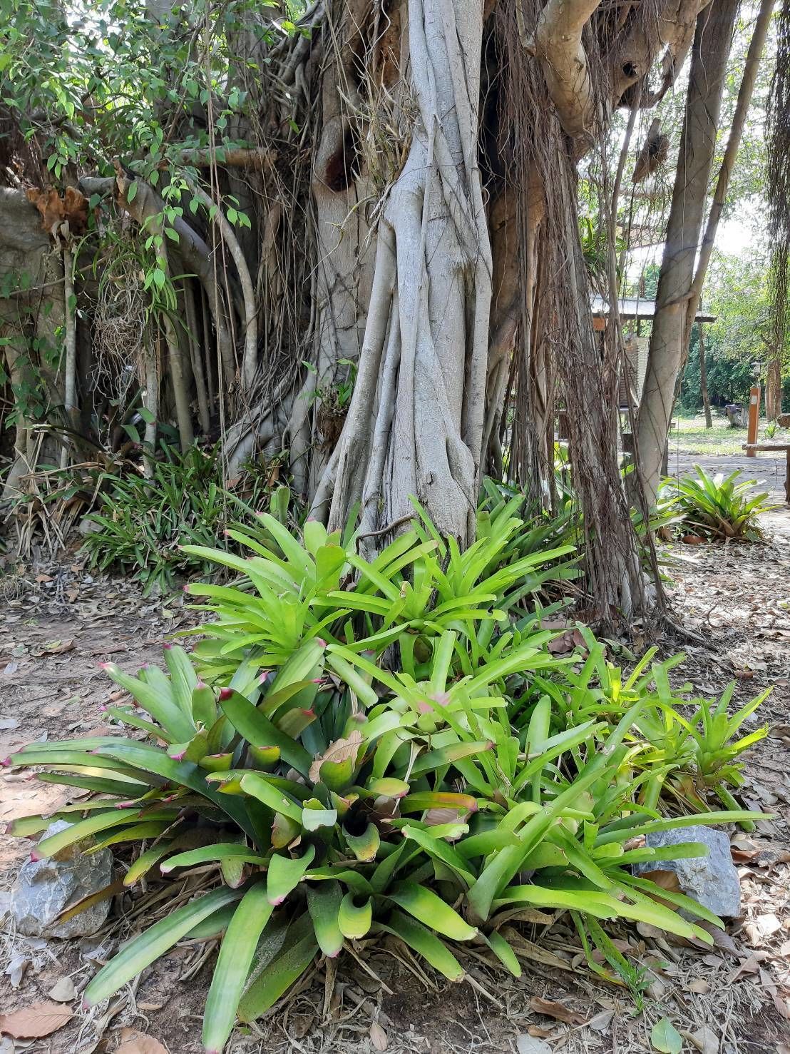 A garden area with a large tree trunk and green foliage.