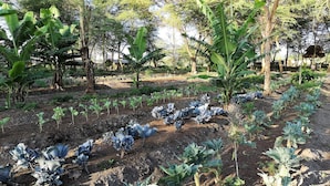Un jardín con hileras de vegetales de hoja y árboles de plátano.