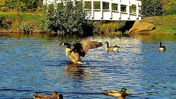 Een brug over een waterpartij, met eenden die zwemmen.