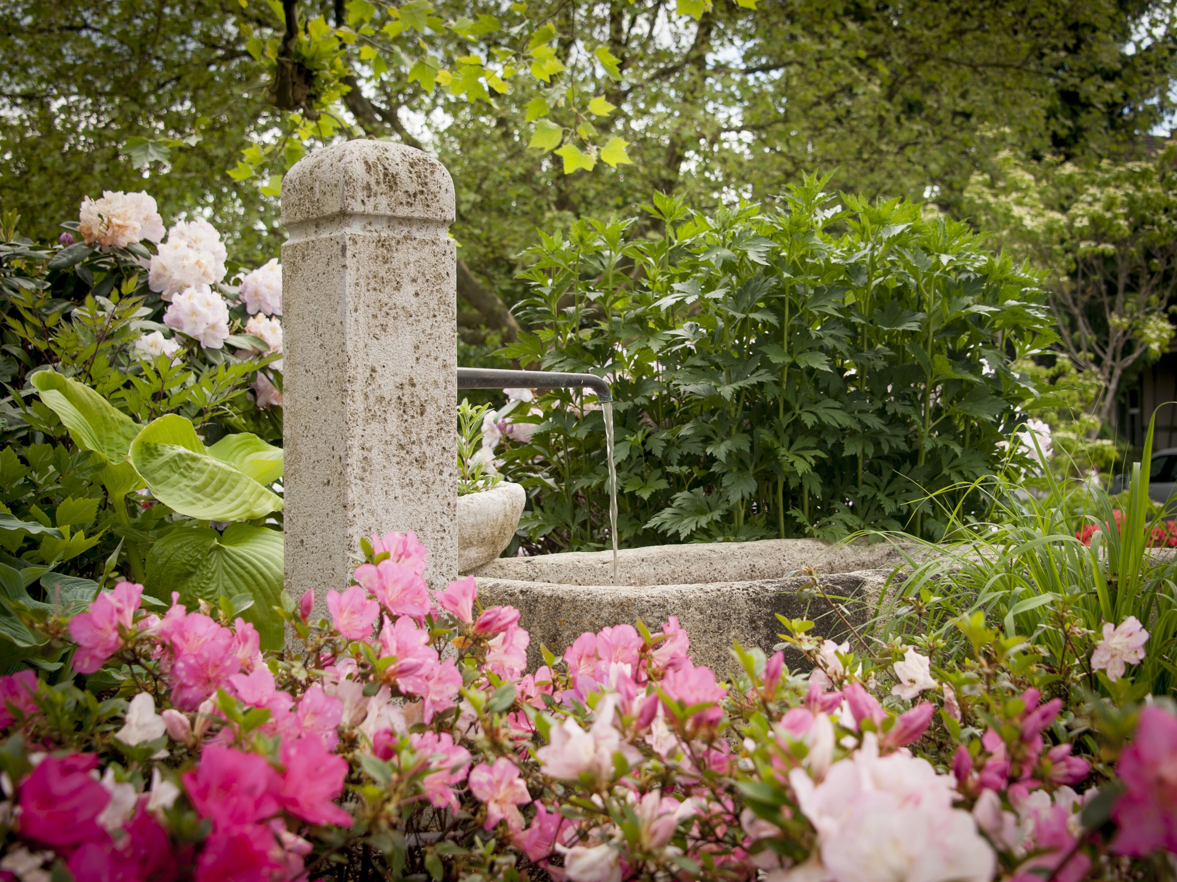 Ein Steinfbrunnen, umgeben von üppigem Grün und rosafarbenen Blumen.