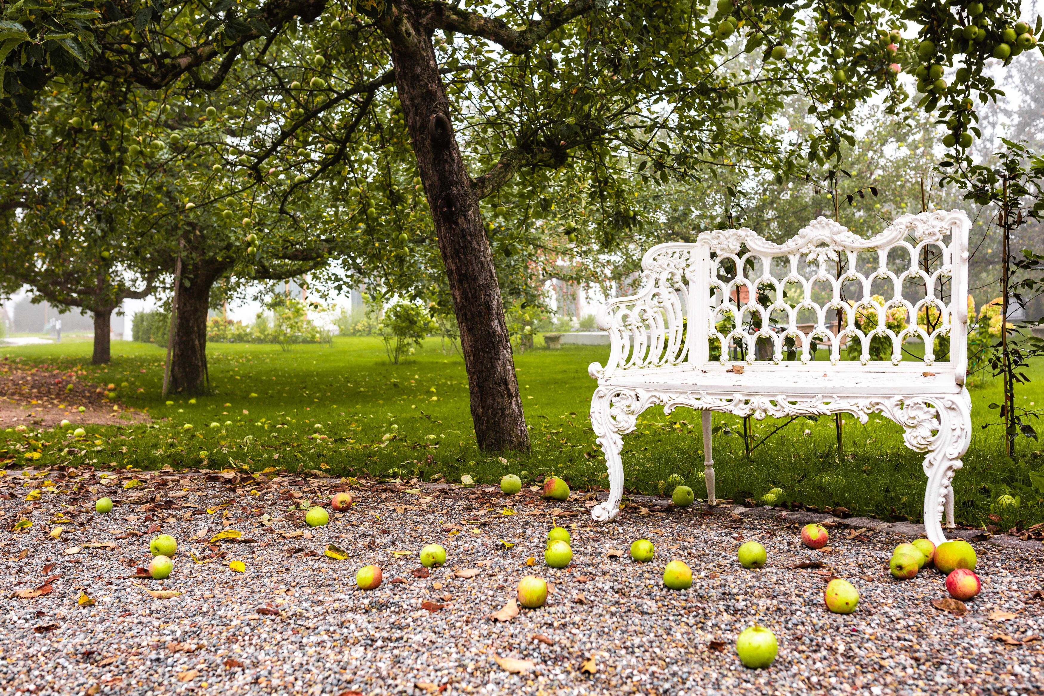 A park bench surrounded by trees and scattered apples.