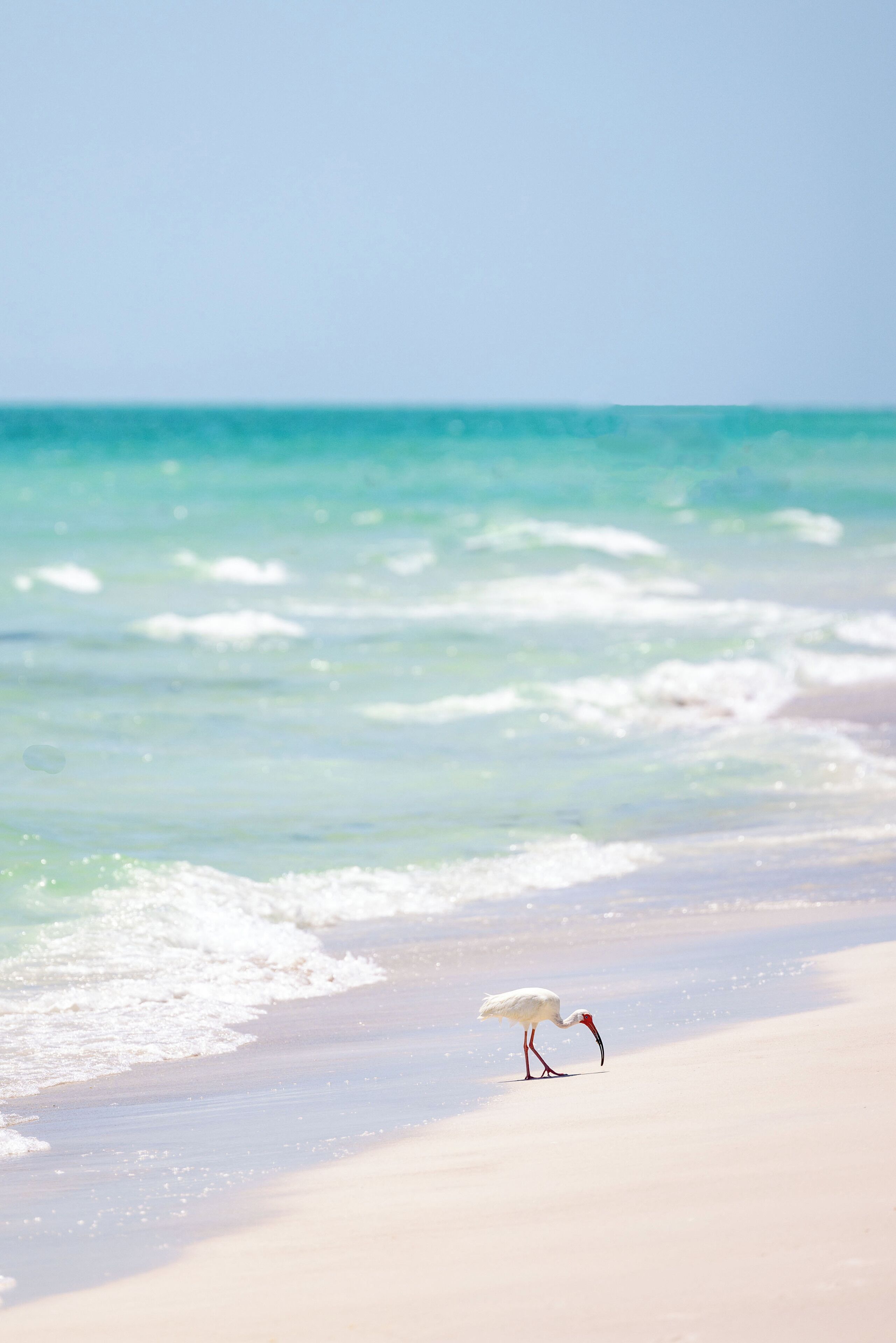 A beach scene with a bird standing on the sand near the water.