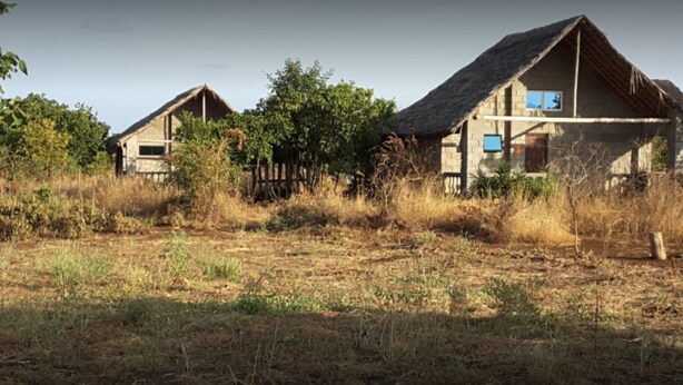 Two rustic cabins with thatched roofs, surrounded by dry grass and trees, in a natural setting.