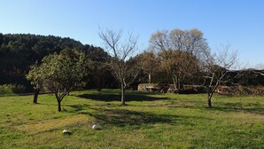 A grassy field with trees and a stone wall. - Les Chataigniers (Saint-Sebastien-d'Aigrefeuille)