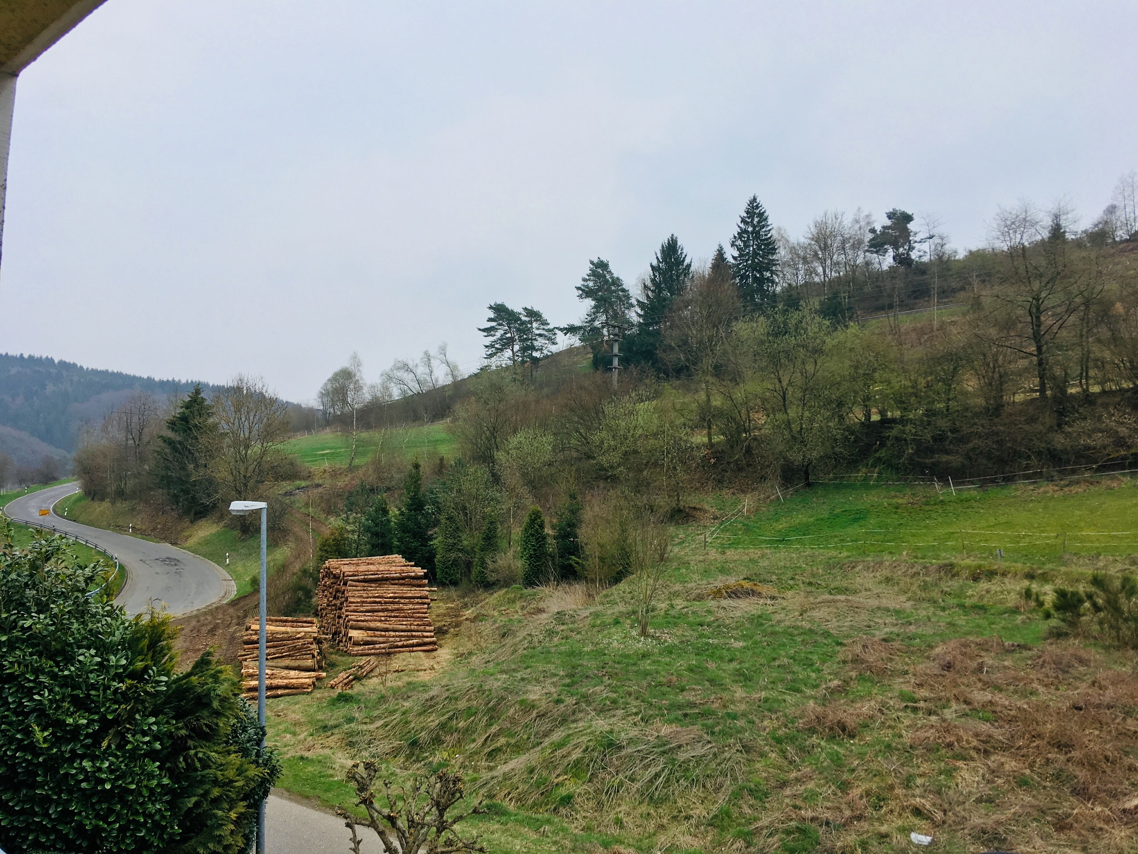 A rural landscape with a winding road, a stack of logs, and a variety of trees.