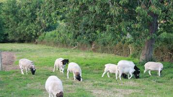 A group of sheep grazing in a grassy field with trees in the background.