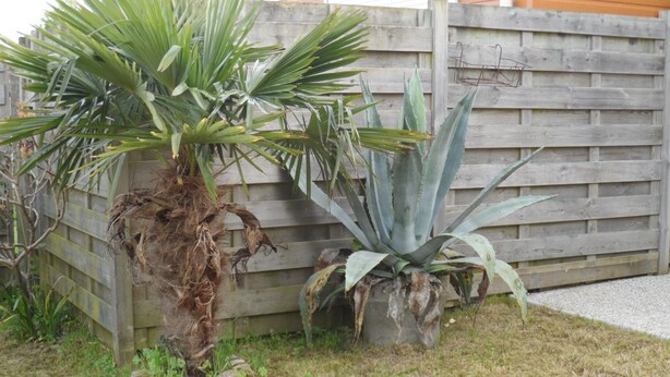 A garden with a wooden fence, a large agave plant, and a palm tree. - Rest Sea Sun comfort at 600m beach (la plaine sur mer Tharon plage)