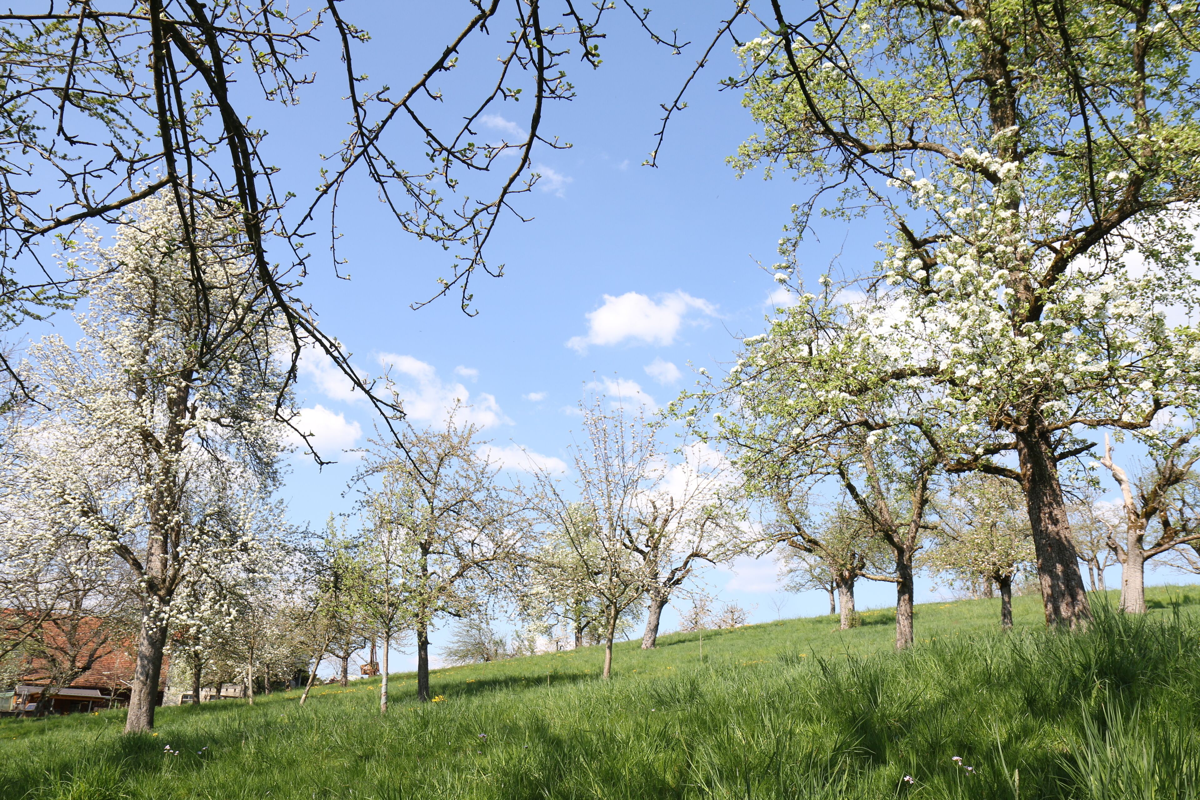 A grassy hill with trees bearing white blossoms, likely in spring.