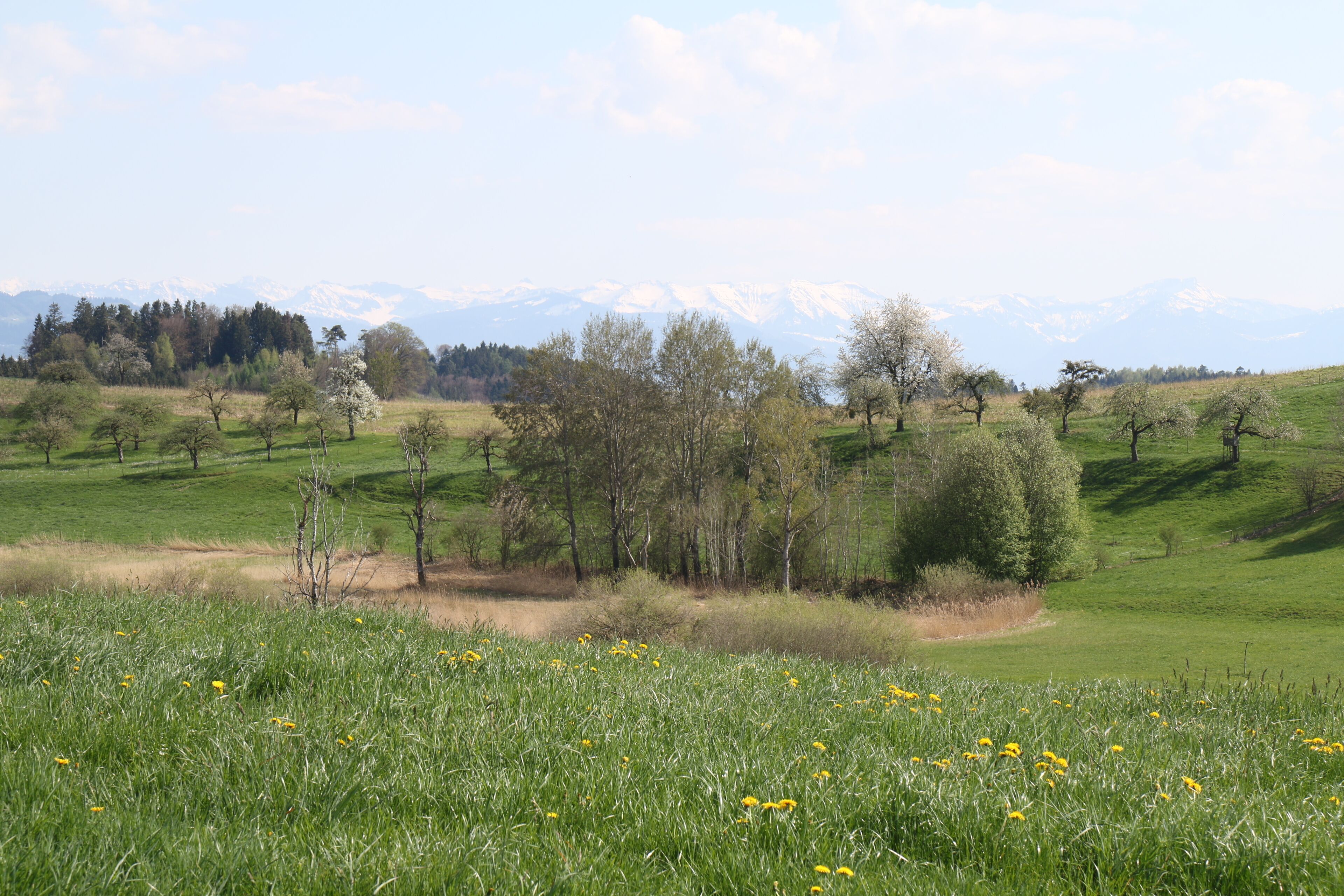 A grassy field with scattered trees and a distant mountain range.