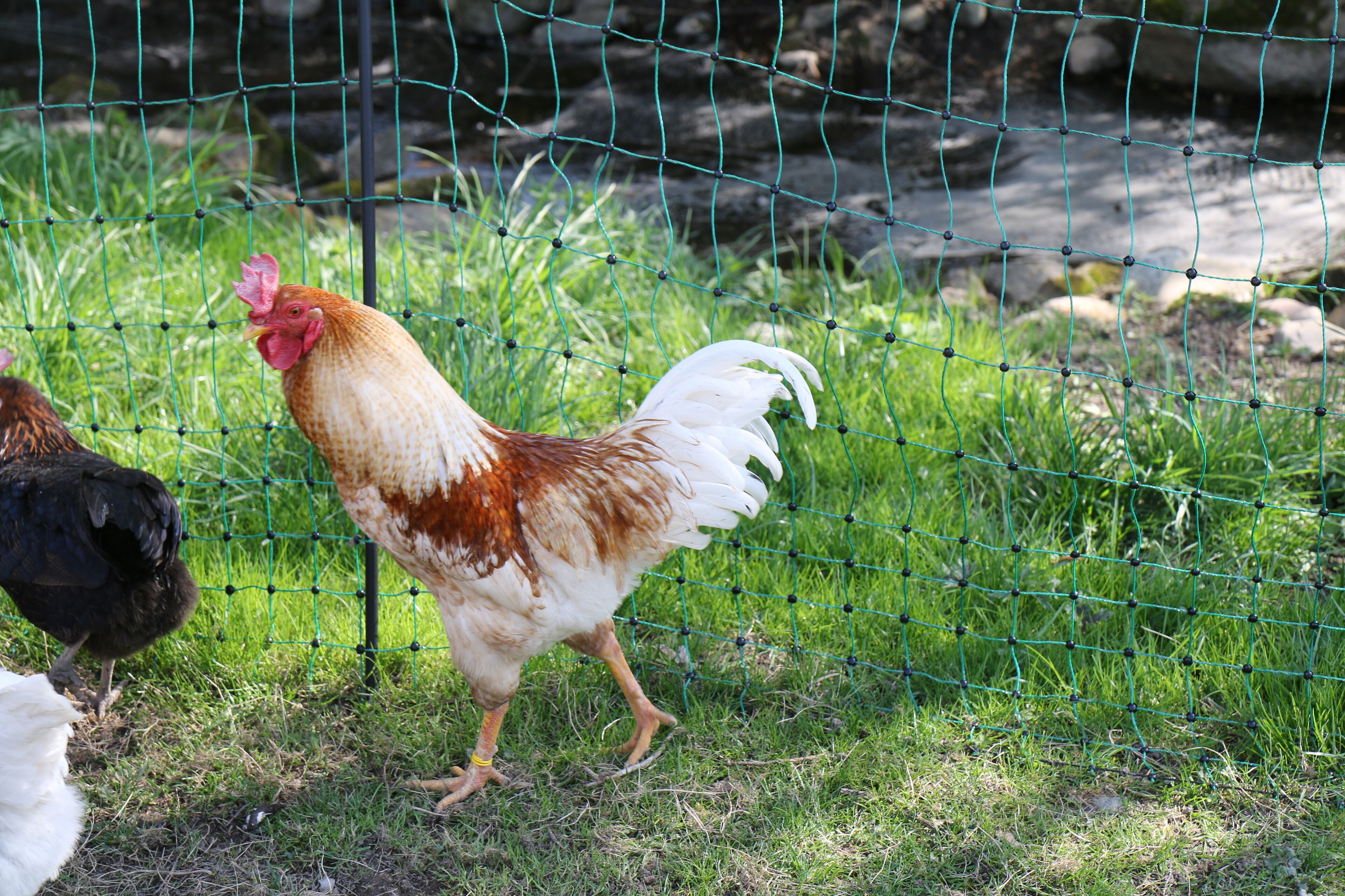 A chicken walking near a wire fence.
