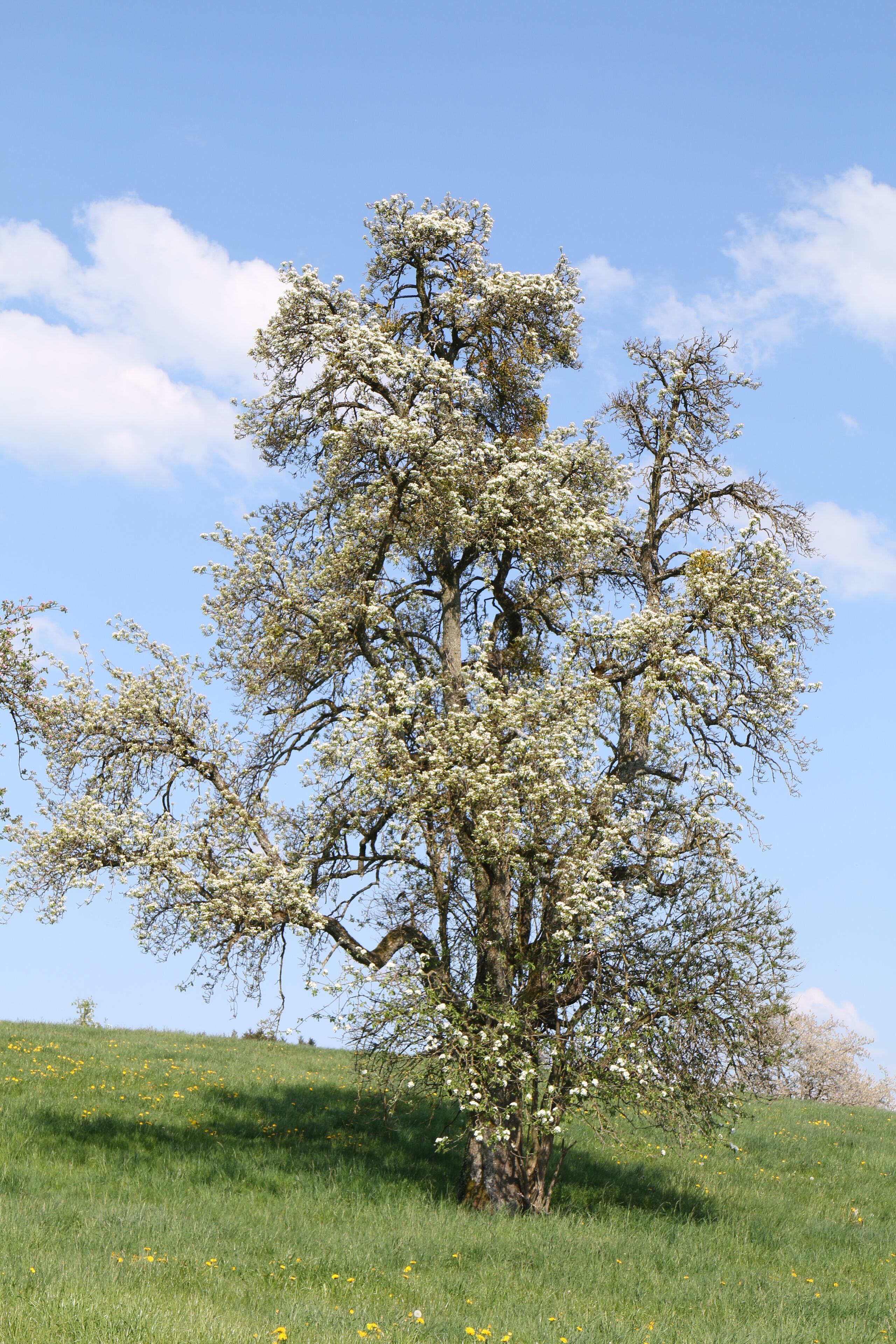 Un árbol con flores blancas en un campo cubierto de hierba.