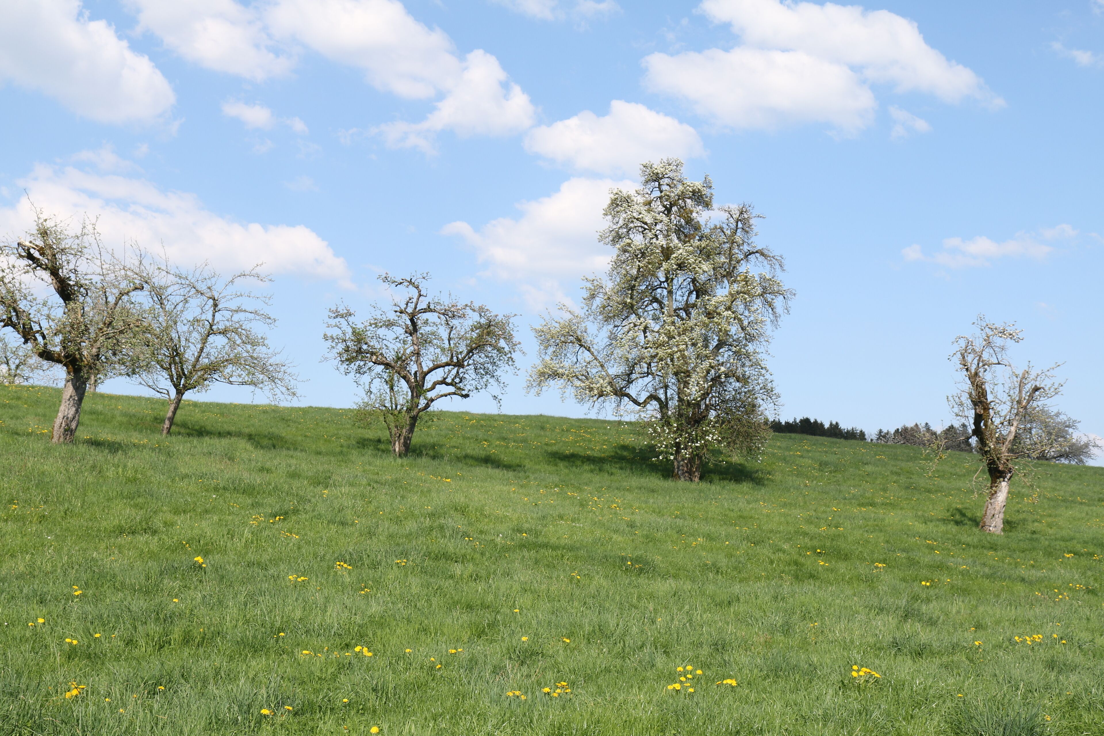 Ein grasbewachsenes Feld mit Bäumen und blauem Himmel.