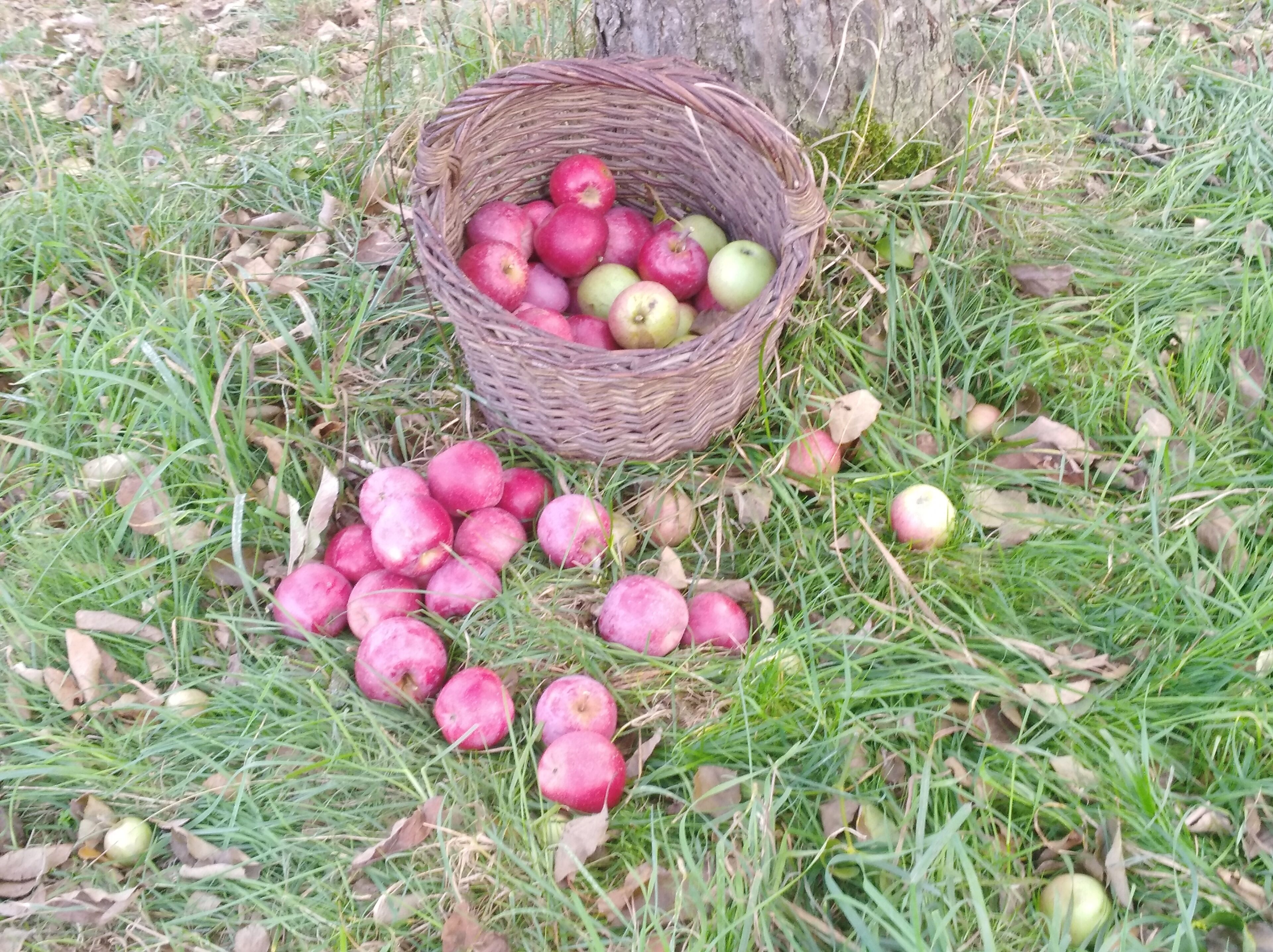 Ein Korb voller Äpfel auf dem Boden.