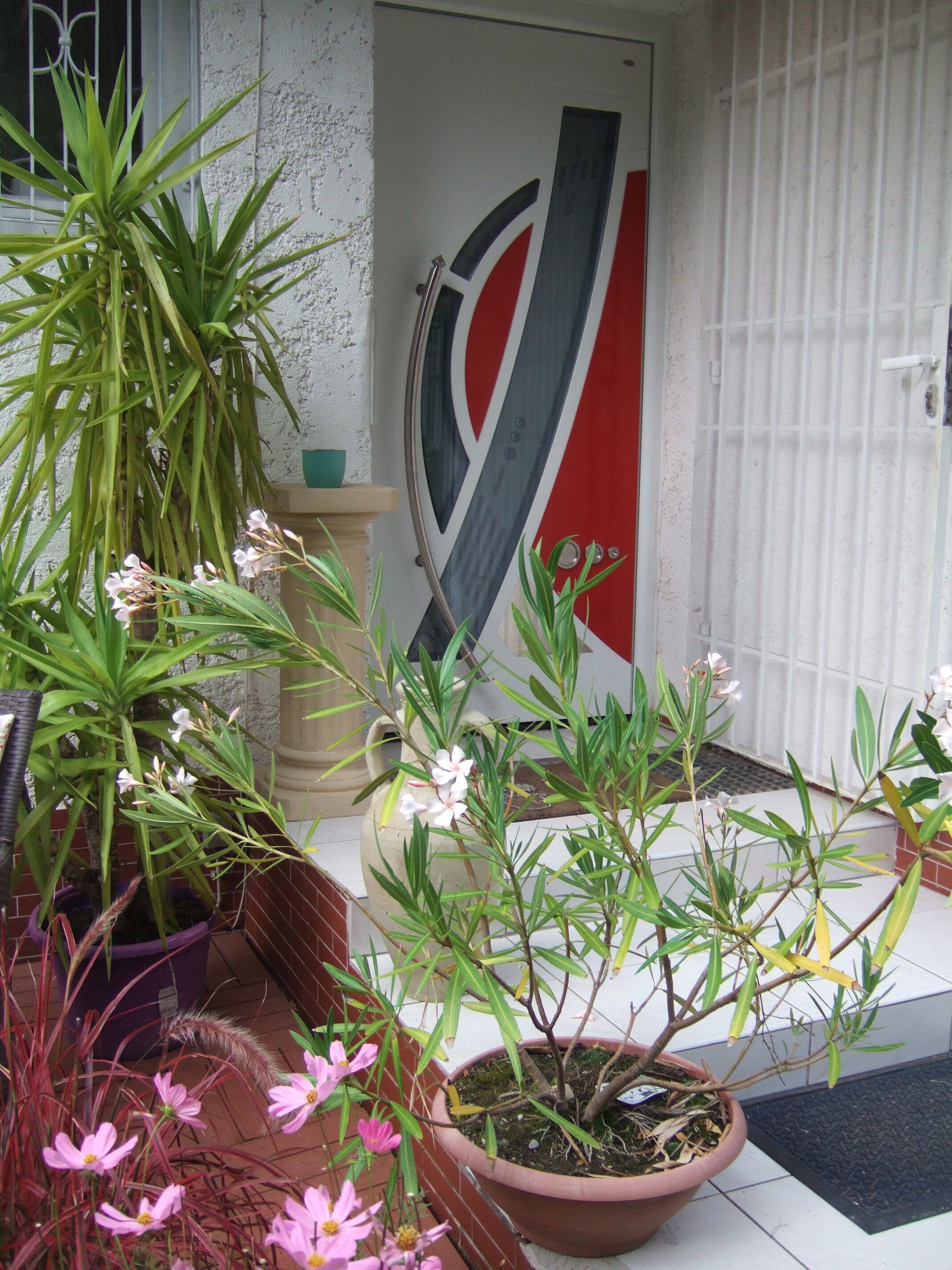 A potted plant in front of a door with a red and gray design.