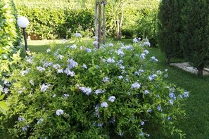 Property grounds - Villa dei Fiori - HIGH SALENTO at 300 m. from the sea (Pantanagianni-pezze Morelli)