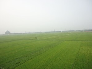 A vast green field with a distant hill and power lines. - Thanh Dat Hotel (Hoa Lu)