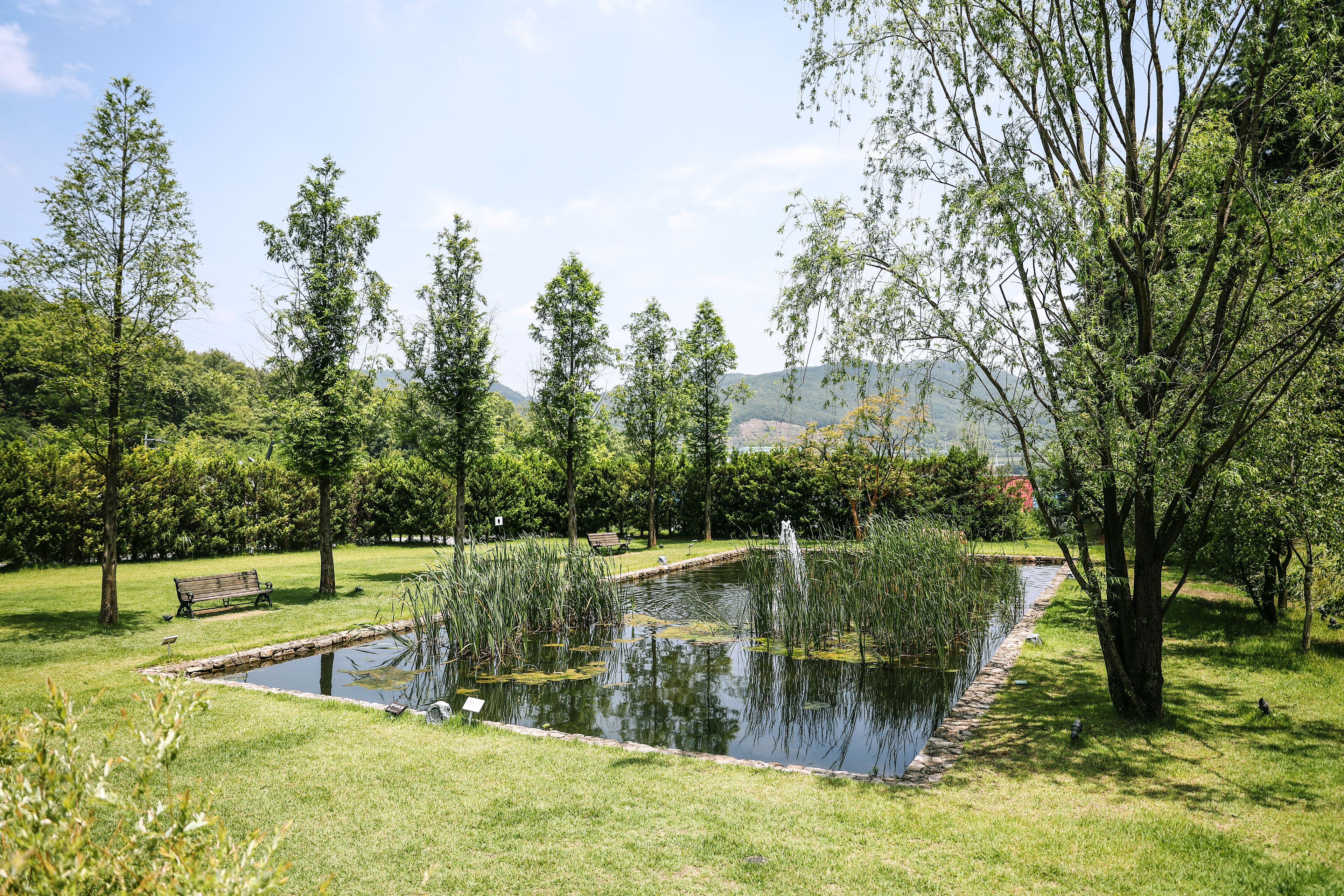 Ein ruhiger Park mit Teich, einer hölzernen Bank und verschiedenen Bäumen.