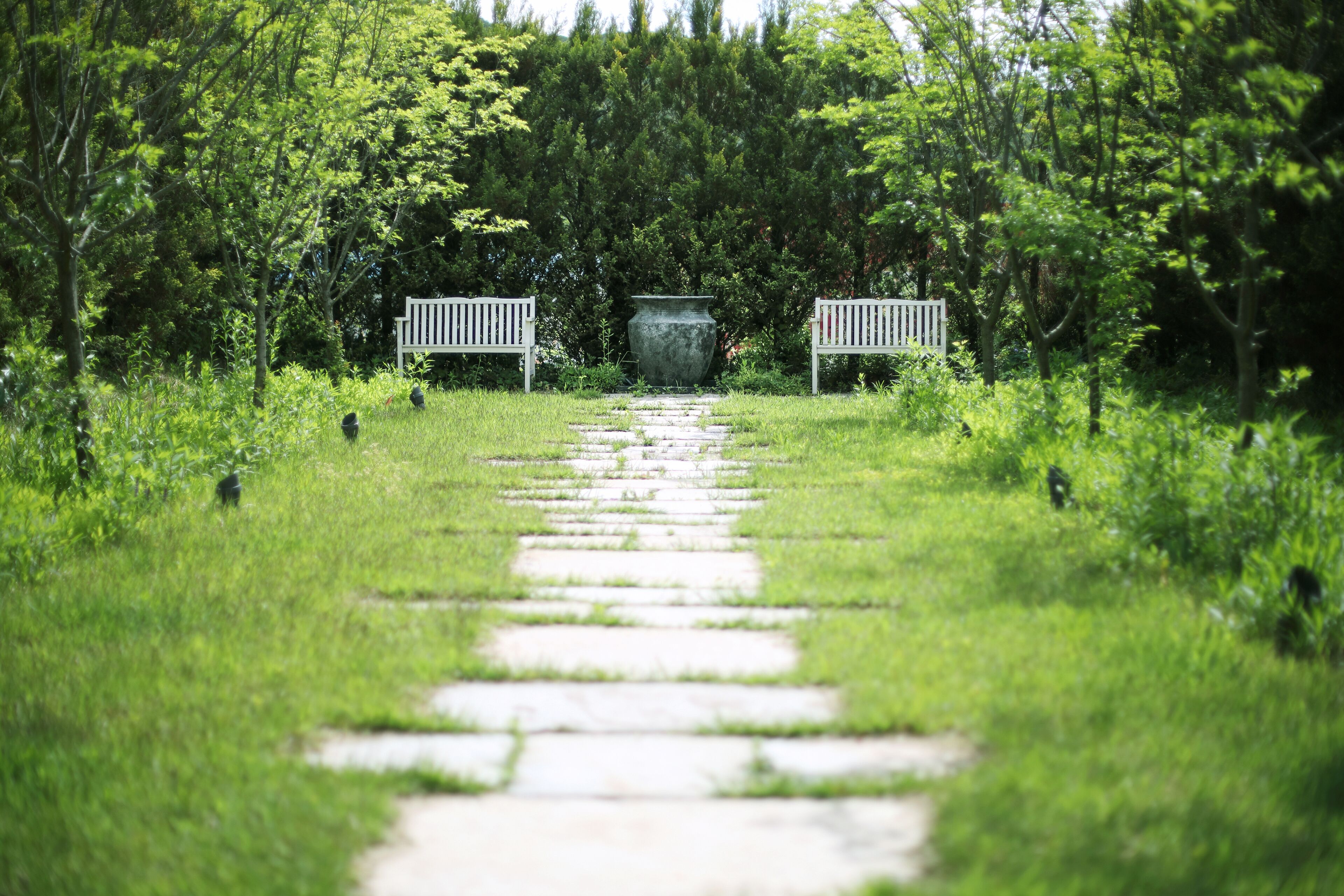 A stone pathway leading through a lush green area with two white benches on either side.