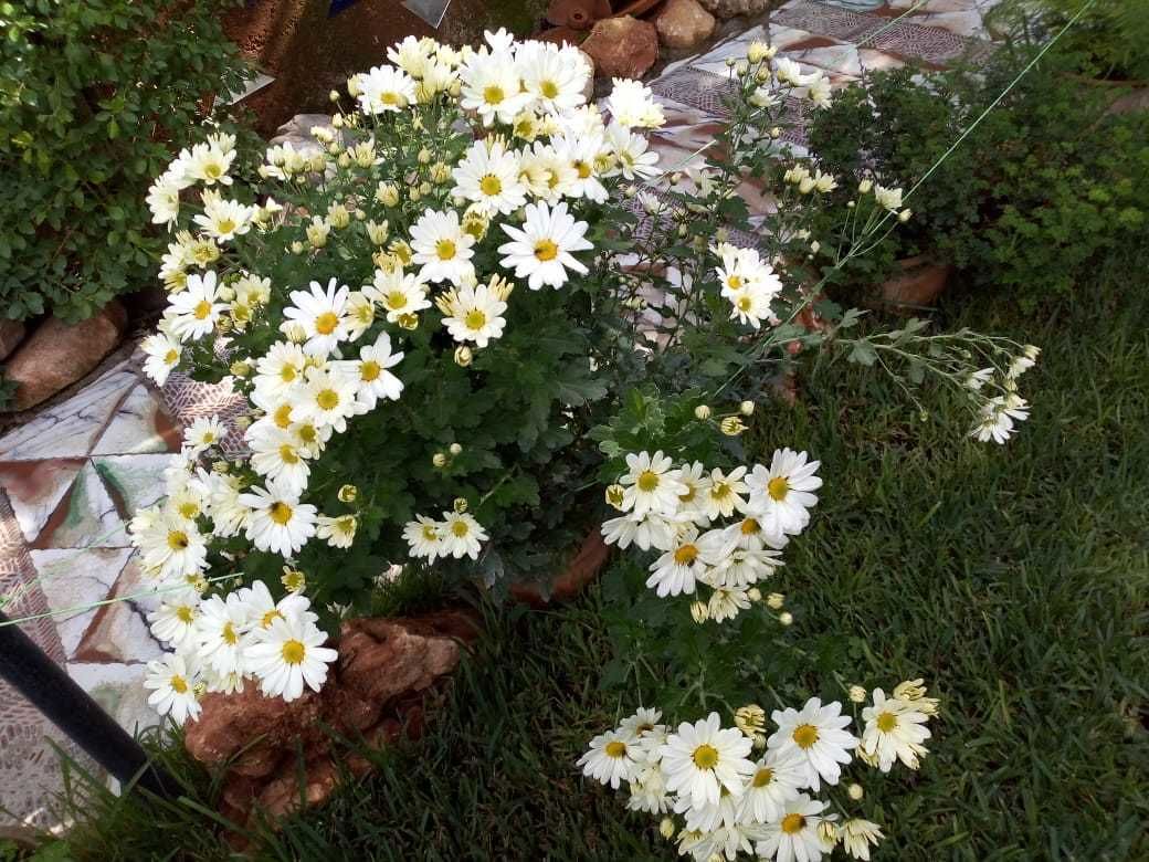 Un jardin agrémenté de fleurs blanches et de feuillage verdoyant.