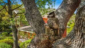 An owl perched on a tree branch with a house in the background. - Luxury Riverfront Paradise Escape (Three Rivers)