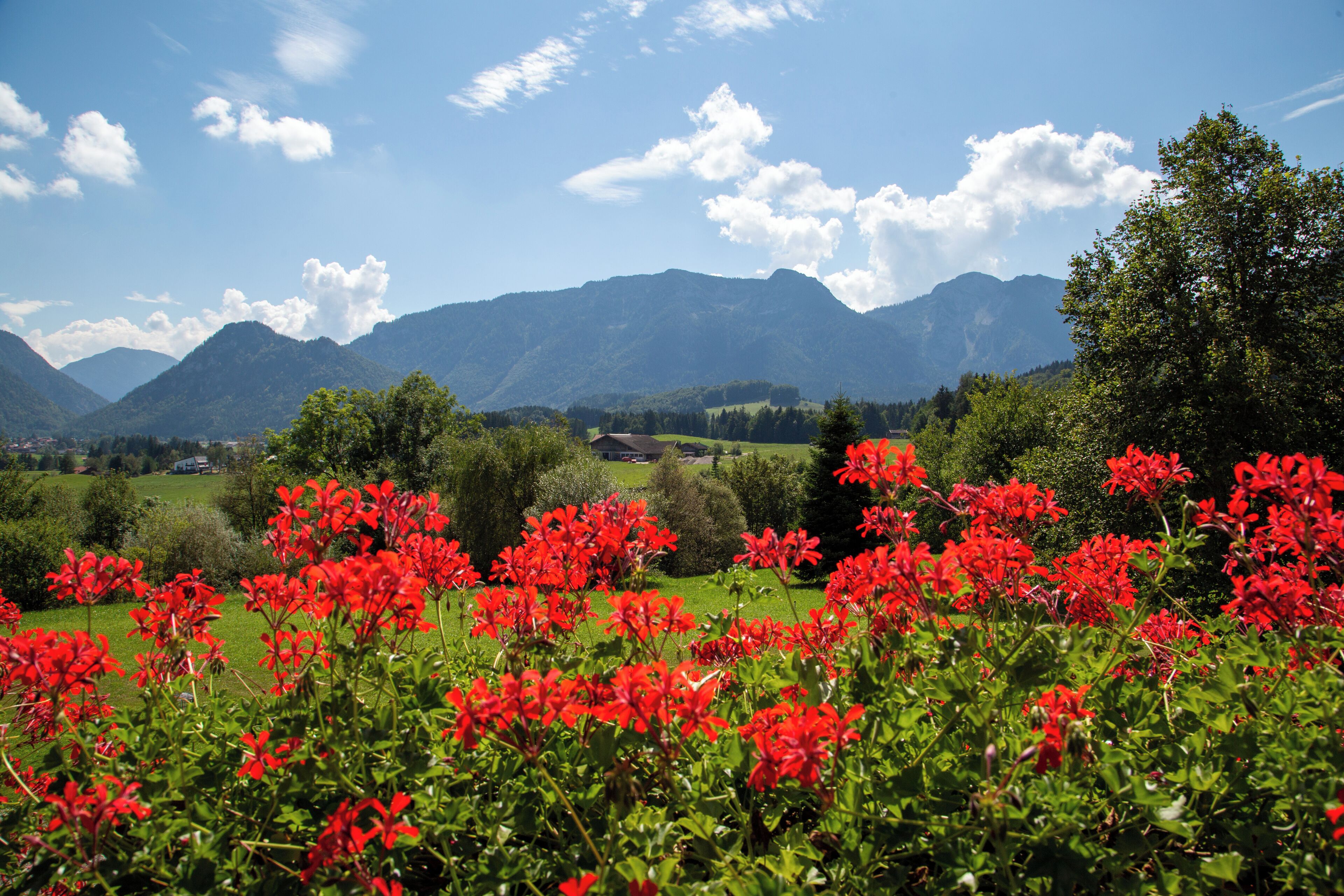 A mountainous landscape with red flowers in the foreground and a clear sky.