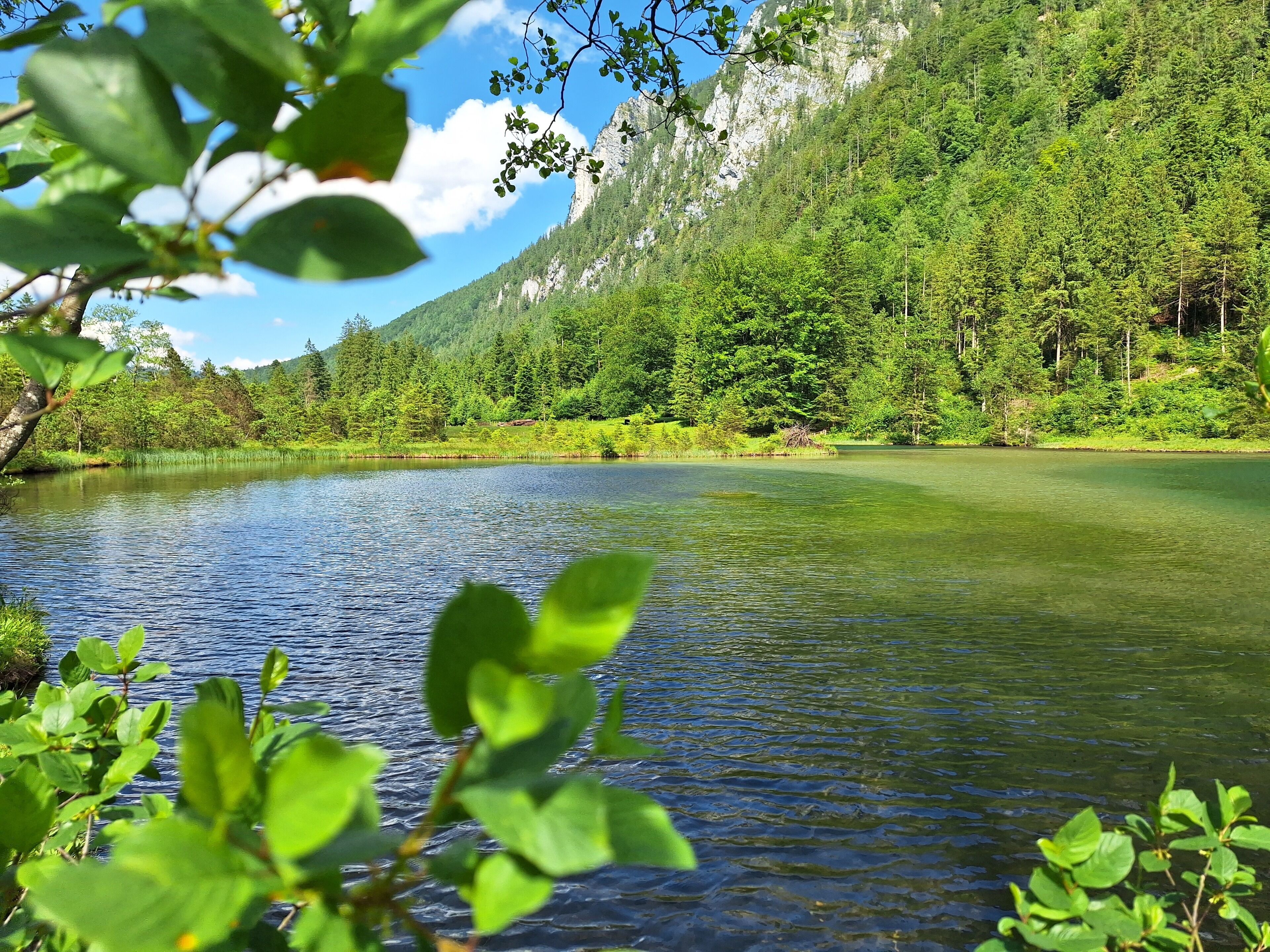 Un lago tranquilo rodeado de un bosque denso y montañas.
