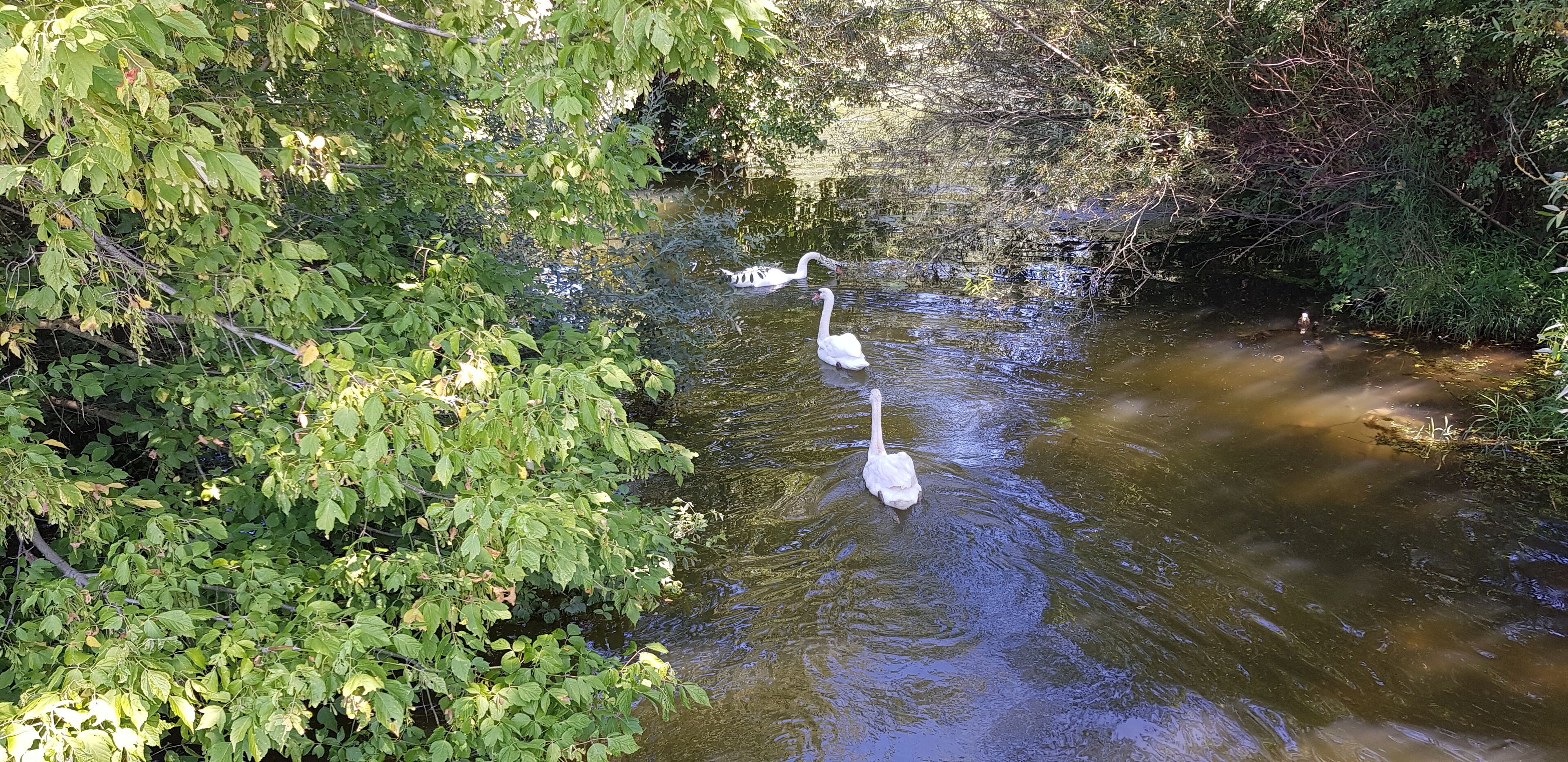 Ein ruhiger Teich mit Schwänen, umgeben von dichtem Grün.