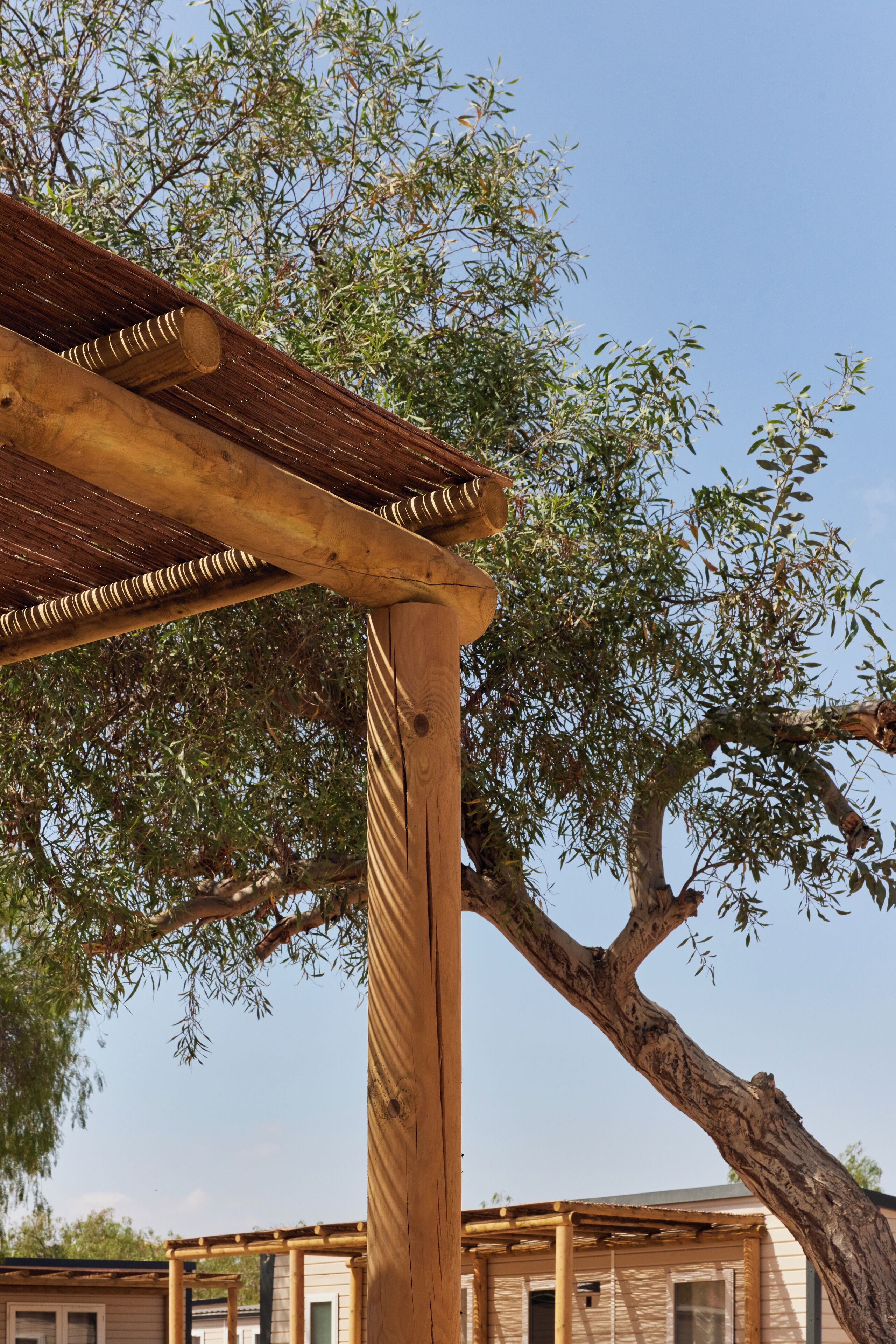 A wooden pergola structure with a large tree in the background.