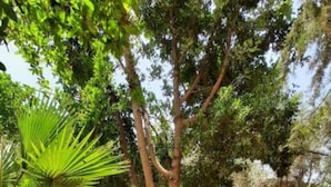 Un espace patio aménagé avec un canapé et des fauteuils, entouré d’une végétation luxuriante et d’un grand arbre.