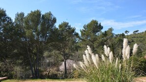 A natural landscape with tall trees and pampas grass. - Le Mas des Aludes (La Destrousse)