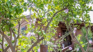A tree with pink flowers in front of a building with a wooden facade. - Indigolan (Ma'ale Gamla)