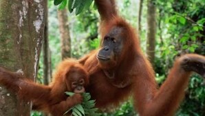 An orangutan with a baby in a forested area. - Wisma Liontine (Palangkaraya)