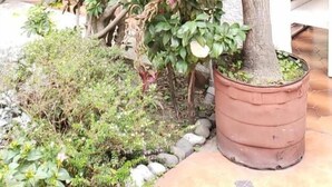 A potted plant with a large, leafy green top and a smaller tree in a pot. - Anys Bed and Breakfast (Mexico City)