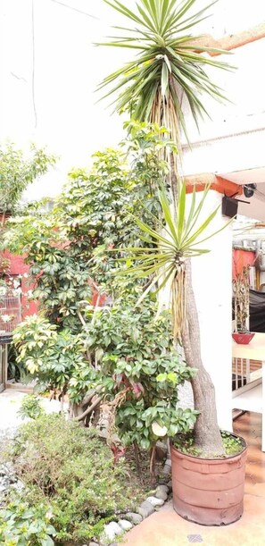 Property grounds - Anys Bed and Breakfast (Mexico City)