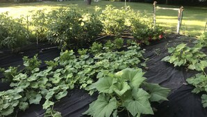Een tuin met verhoogde borders en een patio met stoelen.