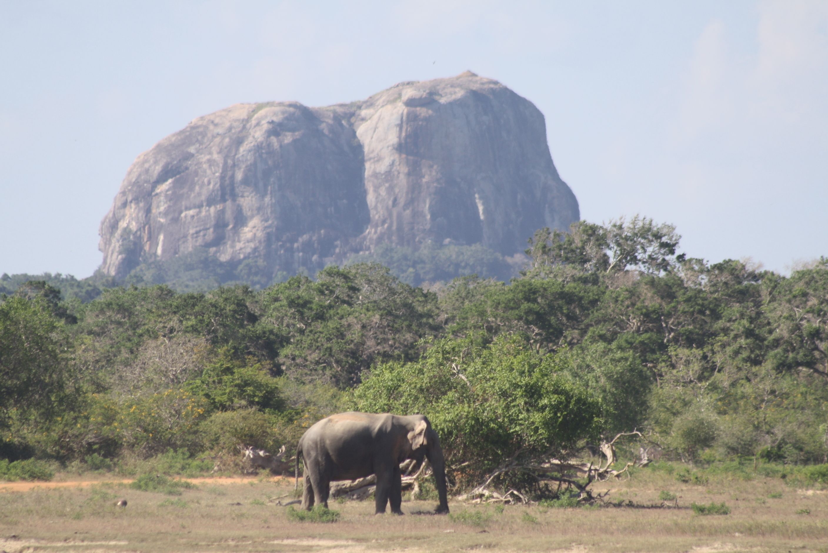 An elephant in a natural landscape with a large rock formation in the background.