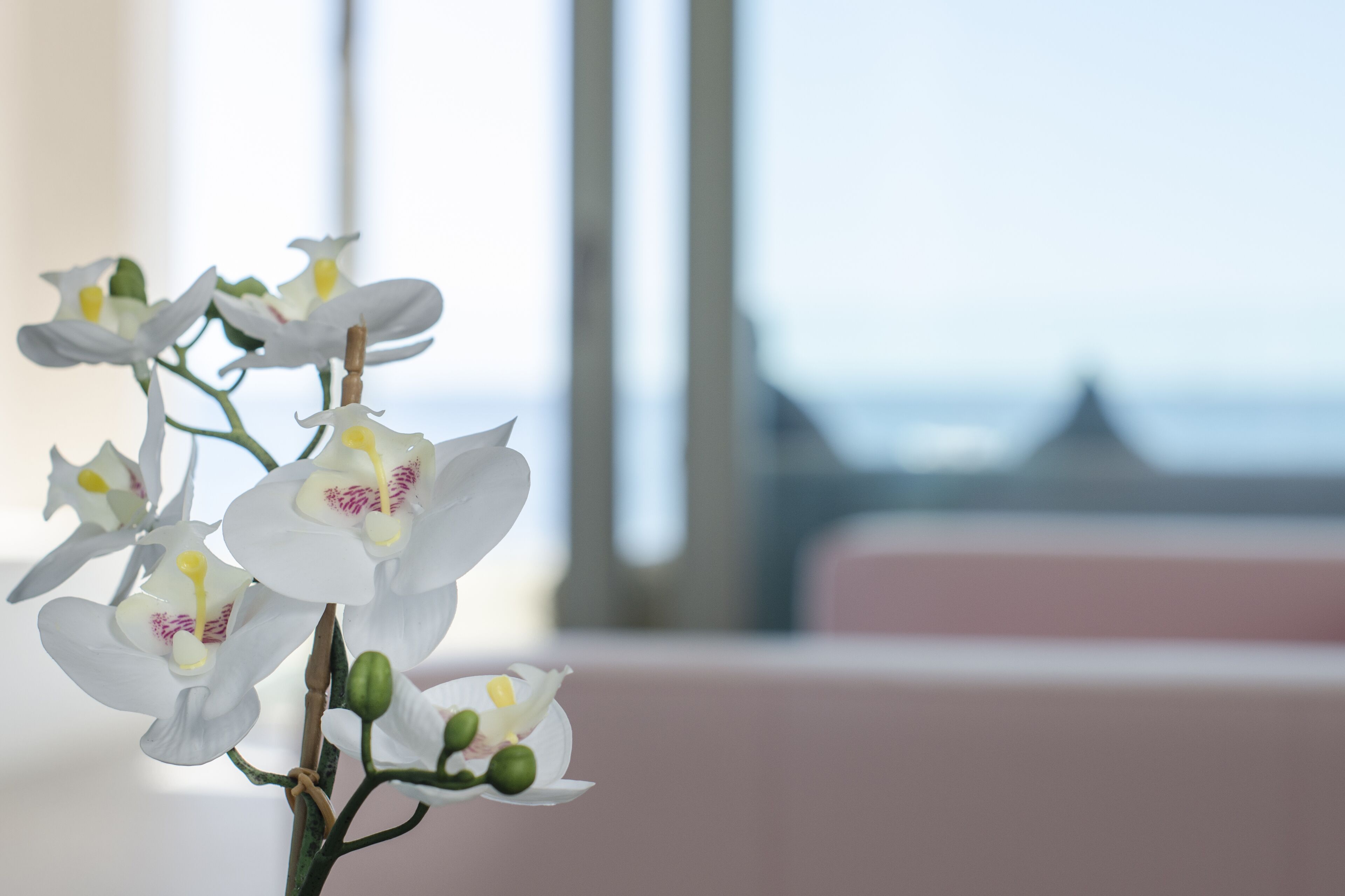 Un primo piano di orchidee bianche con centri rosa, su sfondo sfocato di una finestra e vista sull'oceano.